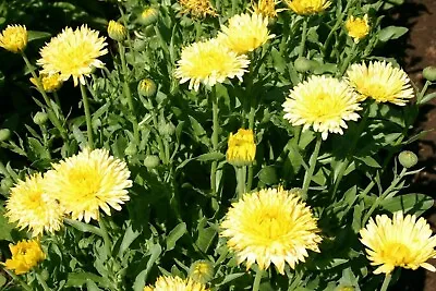  Calendula Officinalis Pacific Beauty Cream 1500 Seeds+4  FREE PLANT LABEL • £0.99