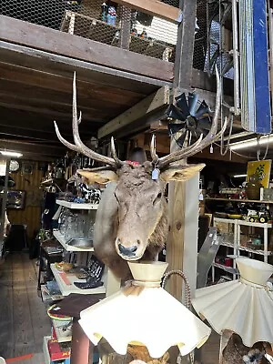 Mule Deer Shoulder Mount Taxidermy • $255