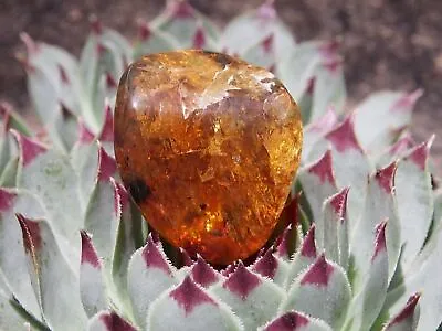 Fully Polished Mexican Amber 6.3 G • $12