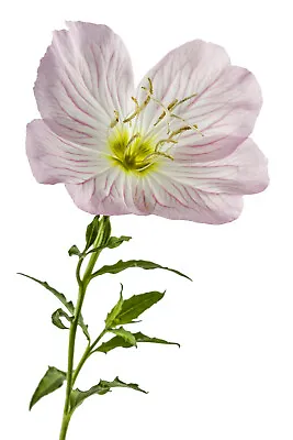 Pink Showy Evening Primrose Seeds 1500+ | A Perennial Medicinal Herb Flower • $3.19