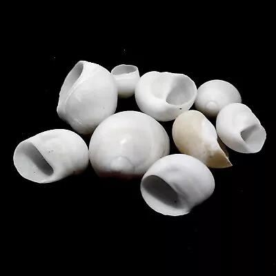 10x White Nautica Moon Shell Craft Seashells 2-3cm • £1.99