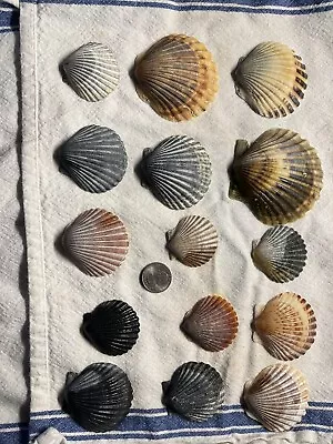 $12 • Buy Scallop Shells