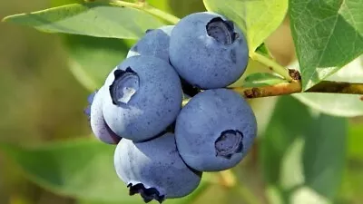 15+ Organic Blueberry Seeds • $5