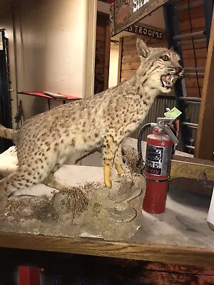 Taxidermy Bobcat Mount/Display • $800