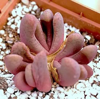 Glottiphyllum Pygmaeum Exotic Living Stone Rare Dwarf Rock Mesemb Seed 100 SEEDS • $16.99