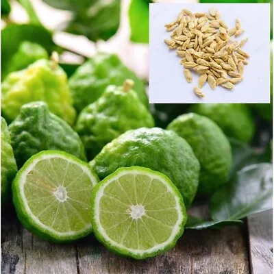 10 Kaffir Lime Seeds Kaffir Citrus Fruit Organic Tree Seeds Easy Grow ! • £8.75