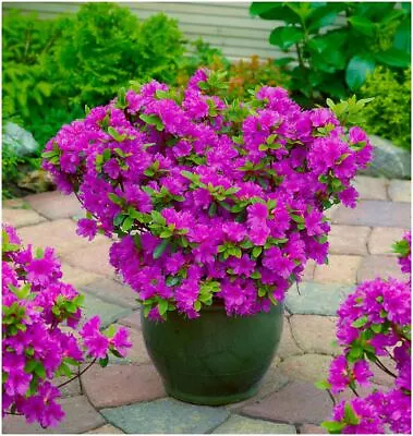 Dwarf Japanese Azalea Japonica 'Geisha Lilac' | Evergreen Shrub | Pot Plant • £8.99