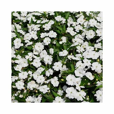 New Guinea Impatiens Compact White - 6 Starter Plants Perfect For Baskets • £14.99