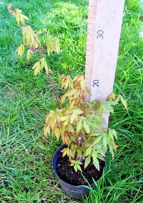 Japanese Maple Starter Bonsai / Young Shrub/tree • £9.99