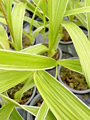 Bletilla Striata Alba Variegata Hyacinth Orchid  Garden Perennial 9cm Pot • £8.99