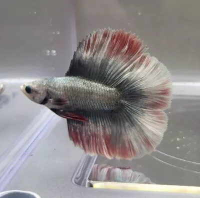 Live Male Betta Fish - 142 Steel Blue & Red Grizzle Doubletail • $13.50