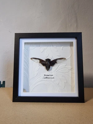 £30 • Buy Box Framed Bat Winged Cicada(Cryptotympana Aquila), Taxidermy, Insect Art, Gift 
