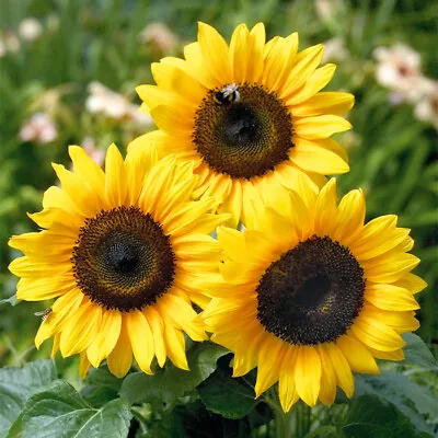 Sunflower Seed: Grey Striped Mammoth Sunflower Seeds  Fresh Seed  FREE Shipping • $7.39