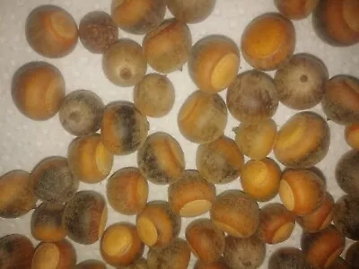 1000 Southern Red Oak Acorns Quercus Buckleyi Seeds Craft Tree Landscaping Plant • $72.50
