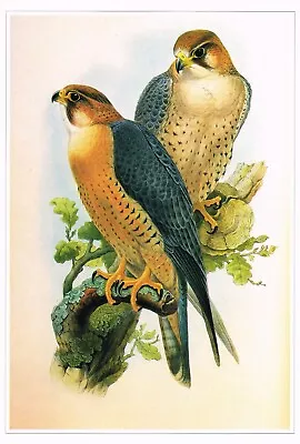 Barbary Falcon Bird Print Old Picture Joseph Wolf Vintage CNHPBOP#101 • £3.99