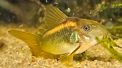 Gold Laser Cory Catfish (Corydoras CW010) Single US Bred Live Aquarium Fish • $14.99