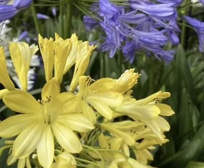 New! Yellow Agapanthus Lily Of The Nile In 9cm  Pot Limited In Stock • £11