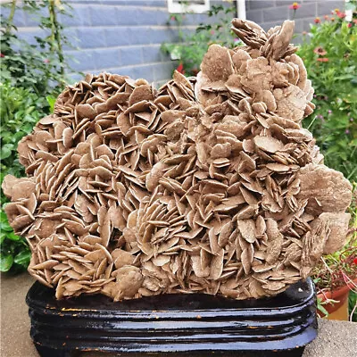 $1369.99 • Buy 14.32Kg RAW Natural Beautiful DESERT ROSE Stone Healing Mineral Specimen+stand 