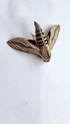 A1 EX-PUPAE Erinnyis Ello Ello Sphinx Moth Close Wings MALE  E#23 • $14.99