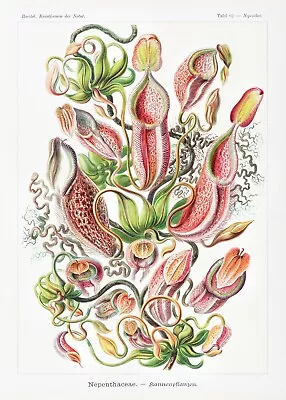 Ernst Haeckel :  Nepenthaceae - Pitcher Plants  (1904) — Giclee Fine Art Print • $23.99