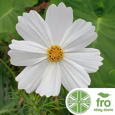 Flower - Cosmos White - 450 Seeds - Purity - FREE DELIVERY • £2.99