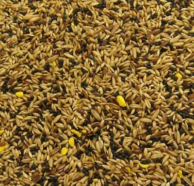 1kg Mix Canary Seed (complete Canary Food) Good Quality Fast Dispatch • £6.25