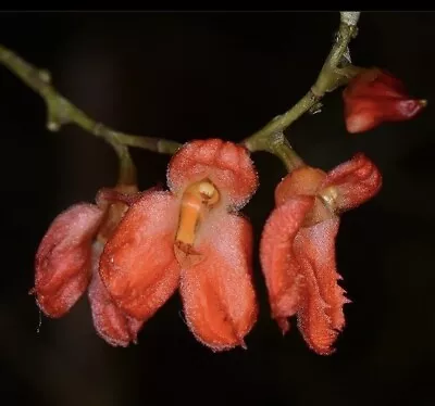 Porroglossum Eduardii RARE Miniature Orchid Species Terrarium • $49.99