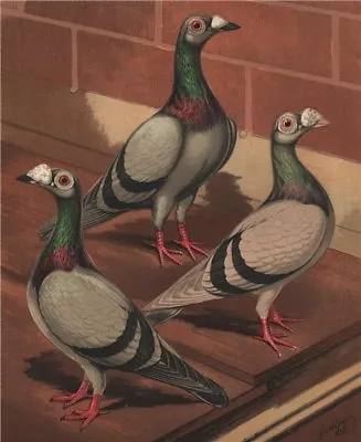 PIGEONS. Young & Old Blue & Silver Dun Dragoons. (London Fancy) 1880 Print • £13