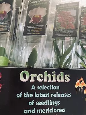 $14.40 • Buy Orchids - Seedlings & Mericlones In Plastic Sleeves
