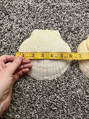 $12 • Buy Lot Of 2 Shells 6” Wide Scallop Seashells Cream Color For Crafts Or Food Display