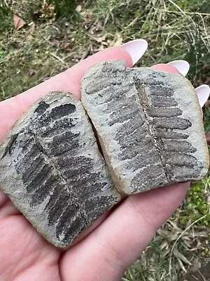 Fern Leaves Fossils- Natural 1.5” 29.10g Pennsylvanian Mazon Creek Fern Fossil • $15.95