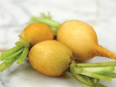 Radish Zlata Yellow  12 Gram ~ Approx 1020 Finest Seeds • £2.39