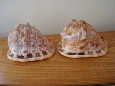 2x Natural Bulls Mouth Helmet Conch Shells Seashell Beach Nautical Ocean • £20