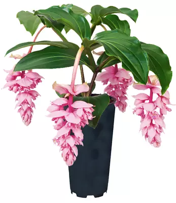 Royal ZENZ Magnifica Medinilla Plant~Live Well Rooted STARTER Plant~ VERY RARE • $29.99