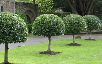 3 X Prunus Portuguese Laurel Hedging/lollipop Topiary Approx 30cm Bare Root • £14.99