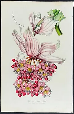 Van Houtte - Rose Grape Or Showy Medinilla. 685 - 1845 Flore Des Serres Litho • $90