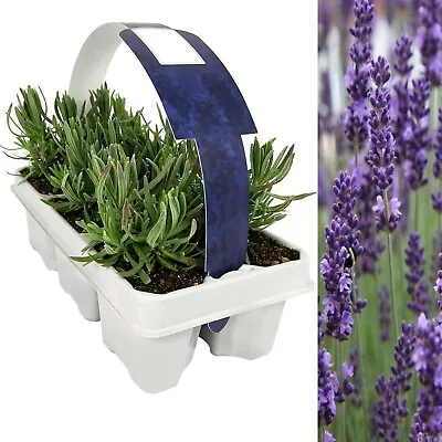 Lavender Angustifolia 6 Pack - Scented Plants For Patio Pots Or Garden Borders • £16.99