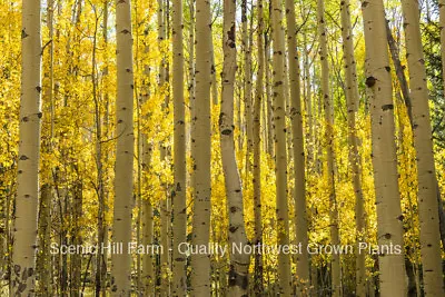 3 Quaking Aspen (Populus Tremuloides) Live Potted Seedlings  6-12 Inches Tall • $28.95