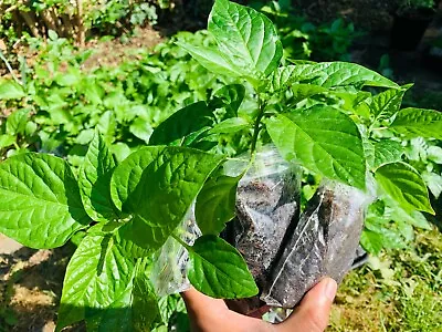 £14.99 • Buy Naga Chilli Plants Naga Morich. 100% Genuine Three Plants, Healthy.