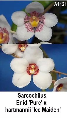 $20 • Buy THG Orchid SARCOCHILUS Enid 'Pure' X Hartmannii 'Ice Maiden' 100mm