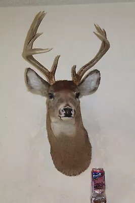 Whitetail Deer Head Shoulder Mount Taxidermy Cape Shed Antler Hunt Mule Rack • $195