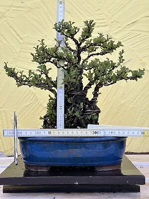 Joe Bonsai Quince Chojubai Ü.stein Japan Zierquitte Chaenomeles Japonica Bowl • £1030.92