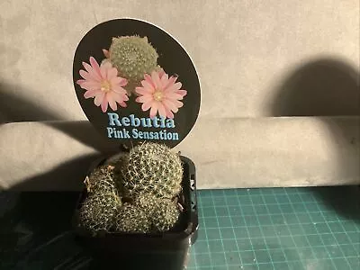 Rebutia Pink Sensation • $5