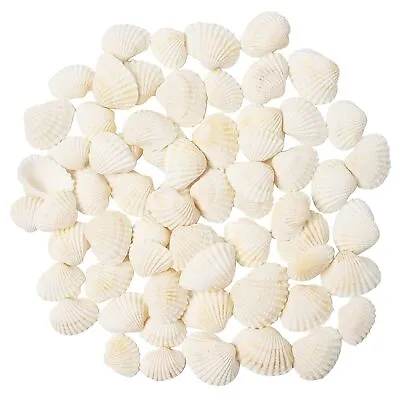 $13.99 • Buy White Tiny Sea Shells,120+ Pcs Natural Seashells Scallop Shells From Sea Beach