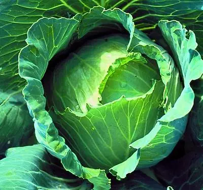 Cabbage Copenhagen Market  800 Seeds • £2.29