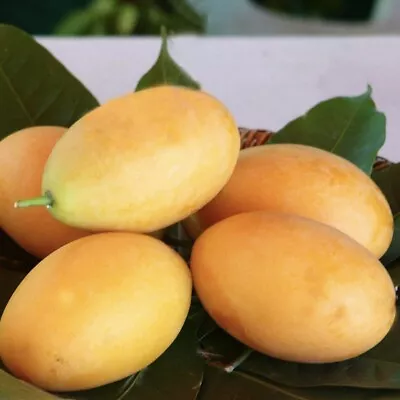 GRAFTED MANGO MAPRANG LIVE FRUIT TREE 3’-4’ Feet Tall • $89.99