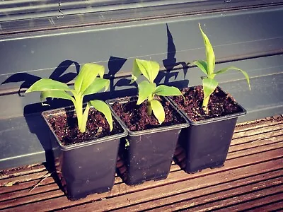 3 X Musa Basjoo Japanese Banana Plug Plants • £15.95