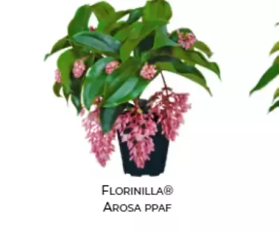 AROSA Magnifica Medinilla Plant~Live Well Rooted STARTER Plant~ VERY RARE • $29.99