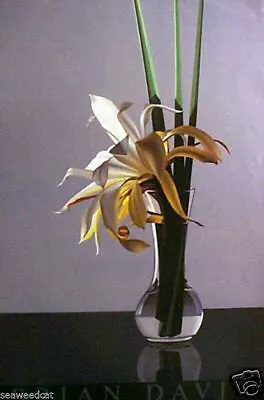 White Epiphyllum By Brian Davis • $45
