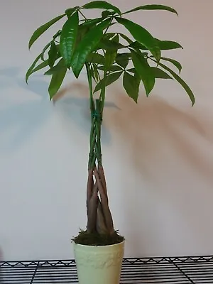 Money Tree / Feng Shui Plant / Good Luck Tree + FREE 1 Plant Food • $29.95